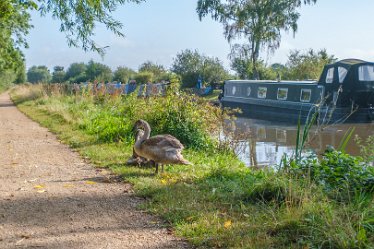 F21_6687r1 Fradley Junction to Alrewas canalside walk. September 2021: Young swans: Paul L.G. Morris