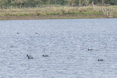 F20B6984r1 2nd September 2020: Tucklesholme Tour 1: © 2020-2021 Paul L.G. Morris: Waterfowl on the Tucklesholme Lake