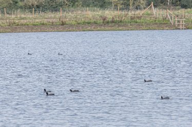 F20B6984r1 2nd September 2020: Tucklesholme Tour 1: © 2020-2021 Paul L.G. Morris: Waterfowl on the Tucklesholme Lake