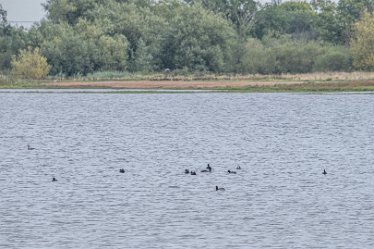 F20B6993r1 2nd September 2020: Tucklesholme Tour 1: © 2020-2021 Paul L.G. Morris: Waterfowl on the Tucklesholme Lake