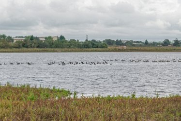 L20_6636r1 28th August 2020: Tucklesholme Tour 1: © 2020-2021 Paul L.G. Morris: Waterfowl