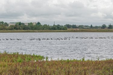 L20_6636r1 28th August 2020: Tucklesholme Tour 1: © 2020-2021 Paul L.G. Morris: Waterfowl