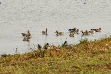 G23_3963j1 4th October 2023: Tucklesholme October walk: Waterfowl on the lake: © 2023 Paul L.G. Morris