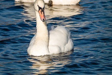 Pete_Jones_DSC5069j1 22nd October 2020: Tucklesholme: Photograph © by Peter Jones: Swan