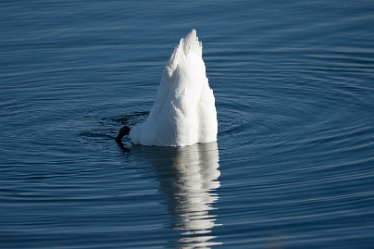 Pete_Jones_DSC5119 22nd October 2020: Tucklesholme: Photograph © by Peter Jones: Swan diving for food