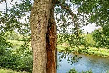 F23_2025-r1 August 2023: Anchor Church and Walk from Ingleby: © 2023 Paul L.G. Morris: Hollow tree