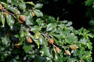 MR-DSH_2209_3210 Beech Nuts aplenty September 2022: Beech Nuts aplenty: © 2022 Martin Robinson