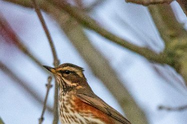 BT-IMG_6751 December 2021: Seen at Branston Leas Nature Reserve: © 2021 by Brian Triptree