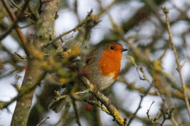 BT-IMG_6752 December 2021: Seen at Branston Leas Nature Reserve: © 2021 by Brian Triptree