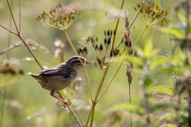 Brian-BL-to-20210711_5577 © 2020-2021 by Brian Triptree: Birds at Branston Leas Nature Reserve