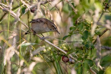 Brian-BL-to-20210711_5585_1 © 2020-2021 by Brian Triptree: Birds at Branston Leas Nature Reserve