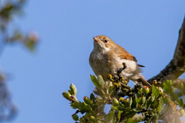 Brian-BL-to-20210711_5618_1 © 2020-2021 by Brian Triptree: Birds at Branston Leas Nature Reserve