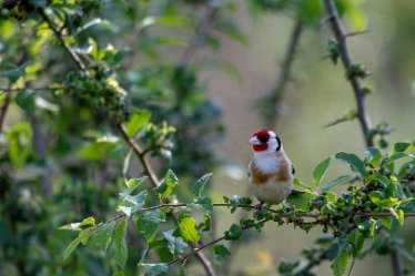 Brian-BL-to-20210711_5636_1 © 2020-2021 by Brian Triptree: Birds at Branston Leas Nature Reserve