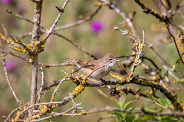 Brian-BL-to-20210711_5643 © 2020-2021 by Brian Triptree: Birds at Branston Leas Nature Reserve