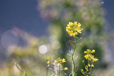 Brian-BL-to-20210711_1735 © 2020-2021 by Brian Triptree: Flora at Branston Leas Nature Reserve