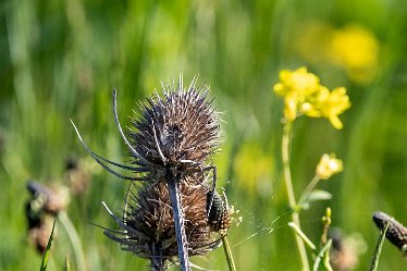 Brian-BL-to-20210711_1757 © 2020-2021 by Brian Triptree: Flora at Branston Leas Nature Reserve