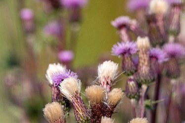 Brian-BL-to-20210711_5472 © 2020-2021 by Brian Triptree: Flora at Branston Leas Nature Reserve