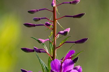 Brian-BL-to-20210711_5502 © 2020-2021 by Brian Triptree: Flora at Branston Leas Nature Reserve