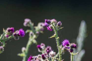 Brian-BL-to-20210711_5598 © 2020-2021 by Brian Triptree: Flora at Branston Leas Nature Reserve