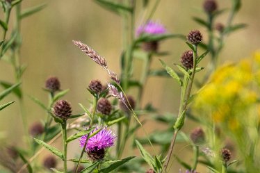 Brian-BL-to-20210711_5601 © 2020-2021 by Brian Triptree: Flora at Branston Leas Nature Reserve