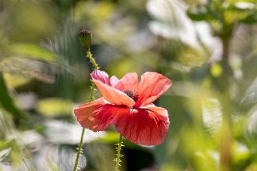 Brian-BL-to-20210711_5602_1 © 2020-2021 by Brian Triptree: Flora at Branston Leas Nature Reserve