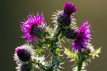 Brian-BL-to-20210711_5603 © 2020-2021 by Brian Triptree: Flora at Branston Leas Nature Reserve