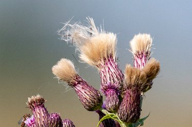 Brian-BL-to-20210711_5608_2 © 2020-2021 by Brian Triptree: Flora at Branston Leas Nature Reserve