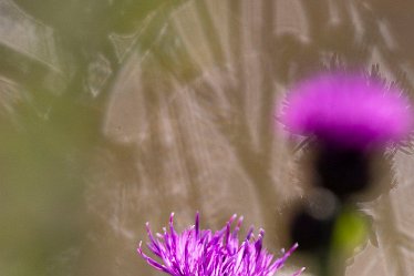 Brian-BL-to-20210711_5612_1 © 2020-2021 by Brian Triptree: Flora at Branston Leas Nature Reserve