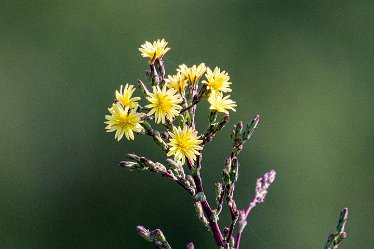 Brian-BL-to-20210711_5645 © 2020-2021 by Brian Triptree: Flora at Branston Leas Nature Reserve