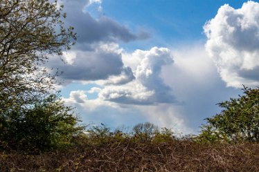 Brian-BL-to-202105_5553 © 2020-2021 by Brian Triptree: Views at Branston Leas Nature Reserve