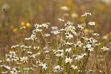 Branston Leas flora by Brian Triptree Branston Leas Nature Reserve views: © 2019-2021 by Brian Triptree: Flora