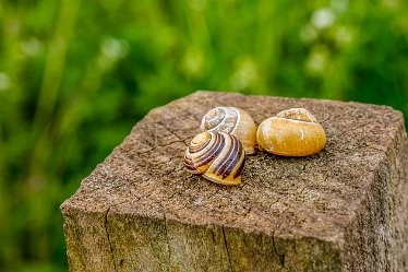 Jane-BL-18.5.21-3 snails_AAA1134-1j1 18th May 2021: © 2020-21 Jane Rowbottom: Branston Leas: Snails