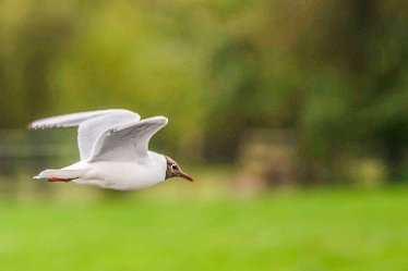 Jane-BL-18.5.21-black headed gull_AAA1147-1j1 18th May 2021: © 2020-21 Jane Rowbottom: Branston Leas: Gull