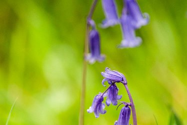 Jane-BL-18.5.21-bluebell_AAA1240-1j1 18th May 2021: © 2020-21 Jane Rowbottom: Branston Leas: Bluebells