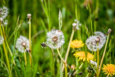 Jane-BL-18.5.21-dandelions_AAA1186-1j1 18th May 2021: © 2020-21 Jane Rowbottom: Branston Leas: Dandelion seed heads