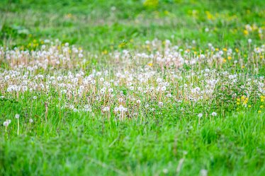 Jane-BL-18.5.21-dandelions_AAA1197-1j1 18th May 2021: © 2020-21 Jane Rowbottom: Branston Leas: A mass of dandelions