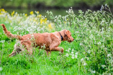 Jane-BL-18.5.21-dog_AAA1170-1j1 18th May 2021: © 2020-21 Jane Rowbottom: Branston Leas: An alert dog