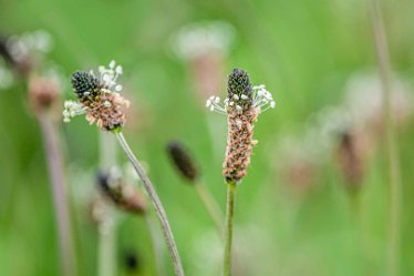 Jane-BL-18.5.21-flower_AAA1213-1j1 18th May 2021: © 2020-21 Jane Rowbottom: Branston Leas: Grasses