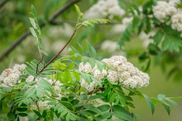 Jane-BL-18.5.21-hawthorn_AAA1258-1j1 18th May 2021: © 2020-21 Jane Rowbottom: Branston Leas: Elderflowers