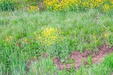 Jane-BL-18.5.21-riverside_AAA1216-1j1 18th May 2021: © 2020-21 Jane Rowbottom: Branston Leas: Riverside wild flowers