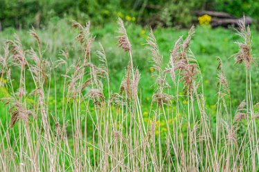 Jane-BL-18.5.21-rushes_AAA1231-1j1 18th May 2021: © 2020-21 Jane Rowbottom: Branston Leas: Grasses