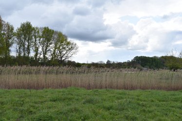 JulieC-texture.sedge 29th May 2021: Julie Clark © 2021: Branston Leas