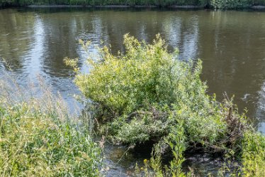 F21_3666r1 23rd June 2021: Branston Leas Nature Reserve: © Paul L.G. Morris