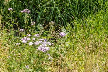 F21_3696r1 23rd June 2021: Branston Leas Nature Reserve: © Paul L.G. Morris