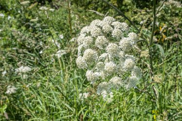 F21_3753r1 23rd June 2021: Branston Leas Nature Reserve: © Paul L.G. Morris