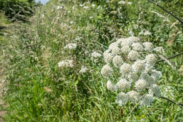 F21_3756r1 23rd June 2021: Branston Leas Nature Reserve: © Paul L.G. Morris