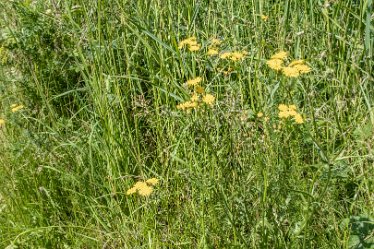 F21_3762r1 23rd June 2021: Branston Leas Nature Reserve: © Paul L.G. Morris