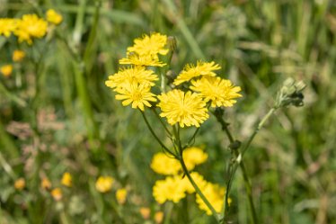 F21_3765r1 23rd June 2021: Branston Leas Nature Reserve: © Paul L.G. Morris