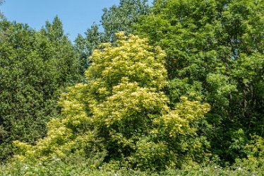 F21_3768r1 23rd June 2021: Branston Leas Nature Reserve: © Paul L.G. Morris