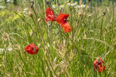 F21_3771r1 23rd June 2021: Branston Leas Nature Reserve: © Paul L.G. Morris